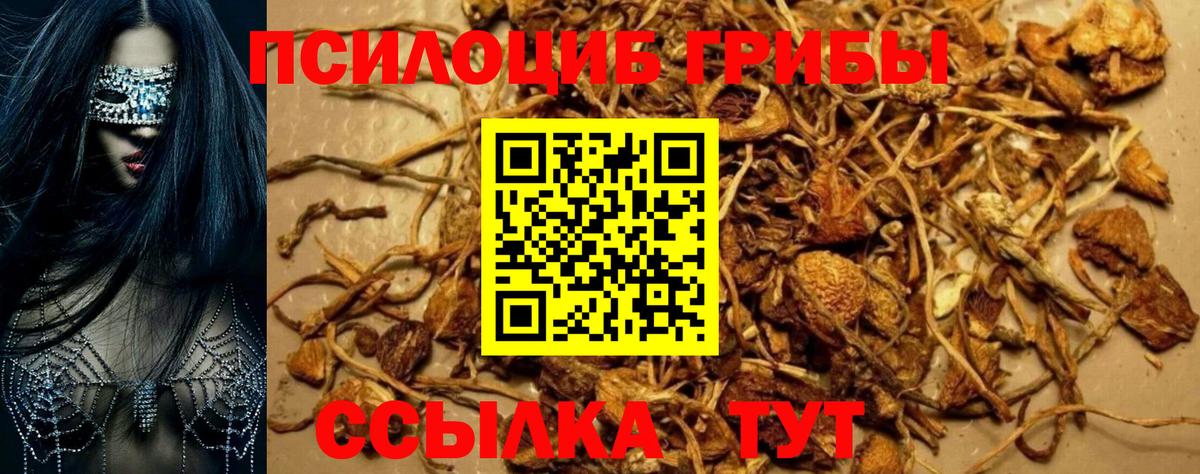 Галлюциногенные грибы Psilocybe Избербаш